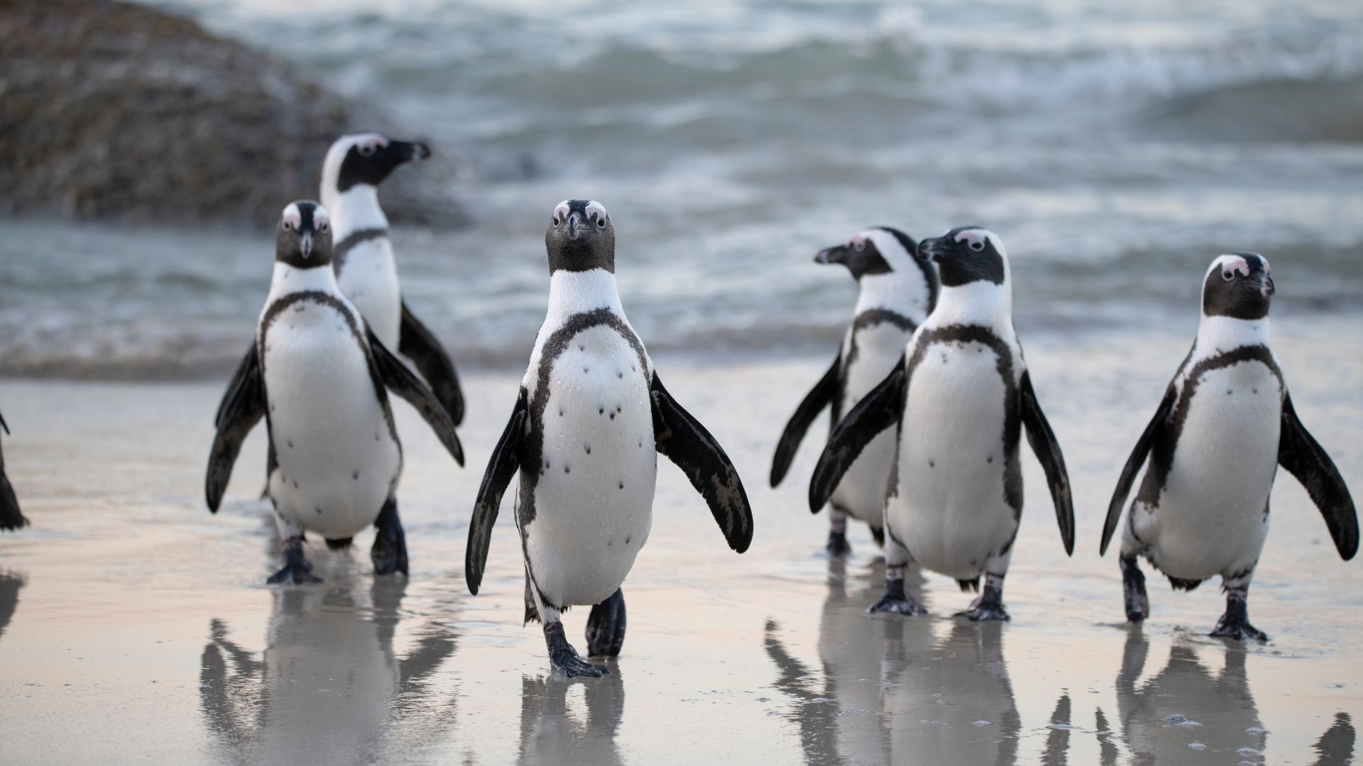 Boulders Beach penguins